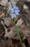 Prairie blue-eyed grass